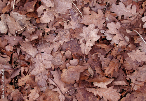 Dry autumn foliage as background