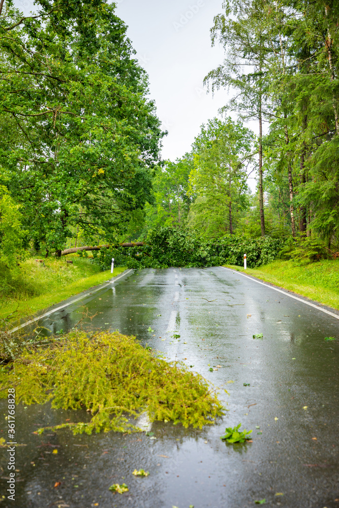 Large tree fallen across rural road in Czech republic, Europe Large tree fallen across rural road in Czech republic, Europe