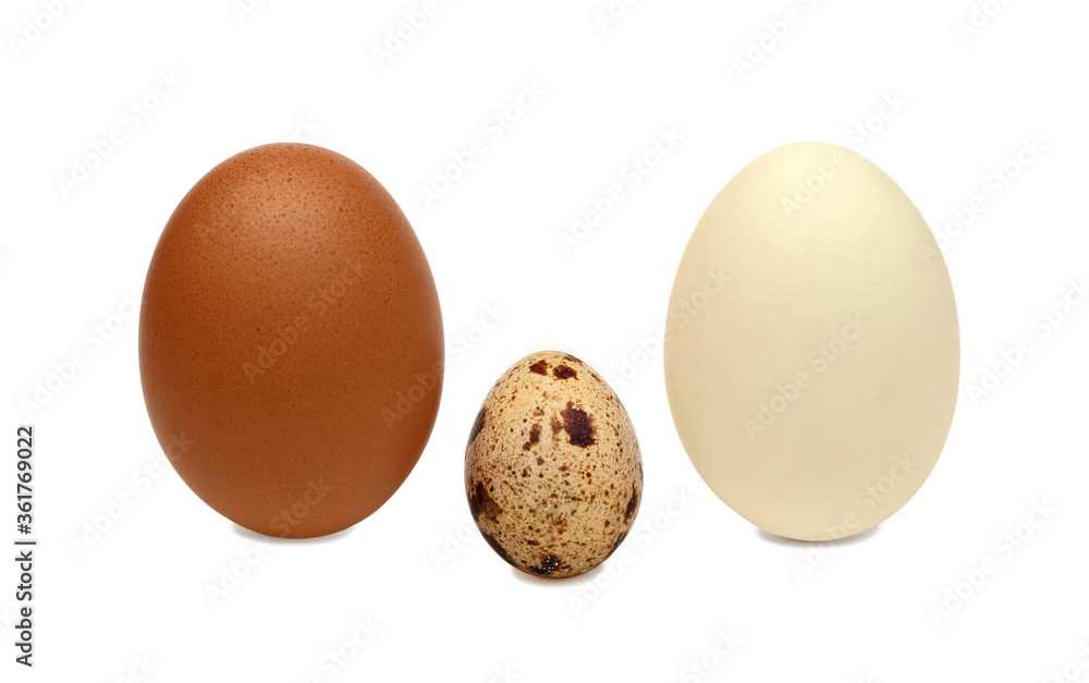 Chicken and quail eggs as an allegory of the family Chicken and quail eggs as an allegory of the family