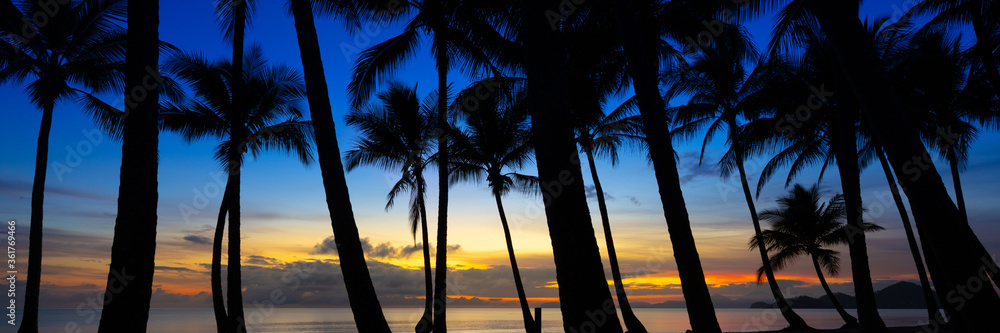 palm silhouette