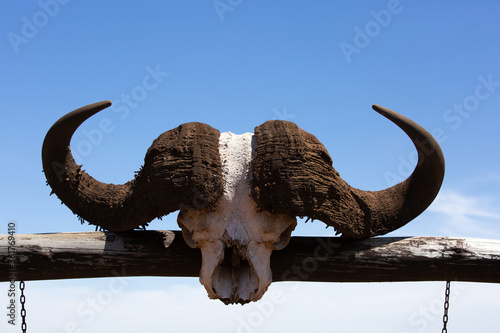 Closeup of a skull of Cape Buffalo, Masai Mara, Kenya