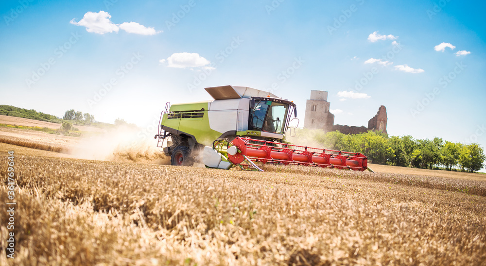 Obraz premium during a beautiful sunny summer day, the combine harvests wheat in the field. Modern combine harvester in the field.