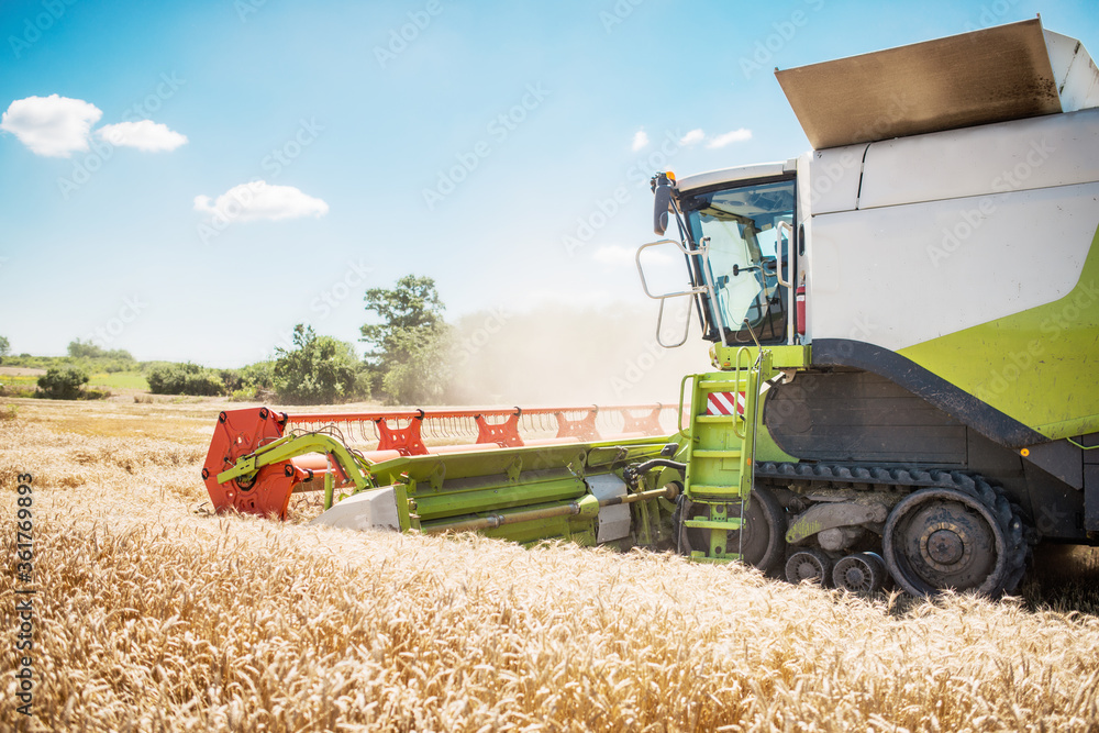 Obraz premium Combine harvester harvesting ripe golden wheat on the field. The image of the agricultural industry