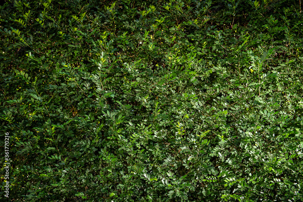 Leaves wall. Green texture background. With light effect. Leaves wall. Green texture background. With light effect.