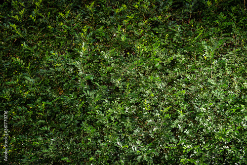 Leaves wall. Green texture background. With light effect. © Flavia Novais 