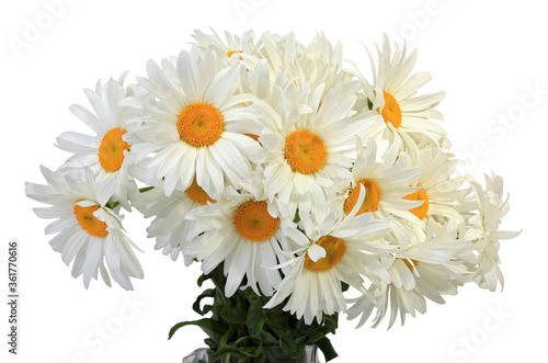 Close-up of white daisy flowers on a white background