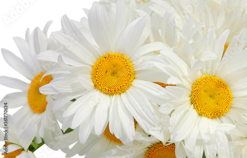 Close-up of white daisy flowers on a white background