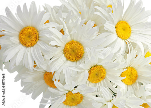 Close-up of white daisy flowers on a white background