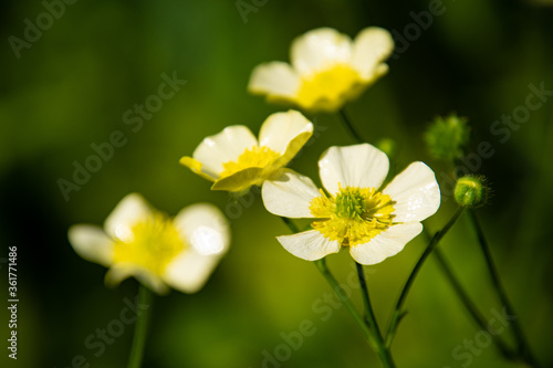 6月上野ファームの黄色の小花 © 大西 親文