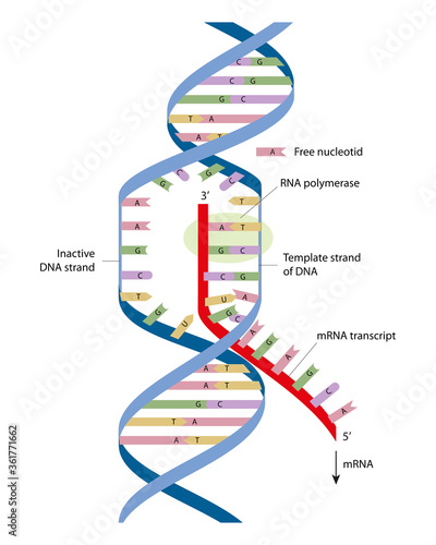 Simple diagram of transcription elongation. Transcription is the first step of gene expression