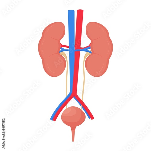 Human urine system, kidney and bladder with vien isolated on white background, organ model stock vector illustration 