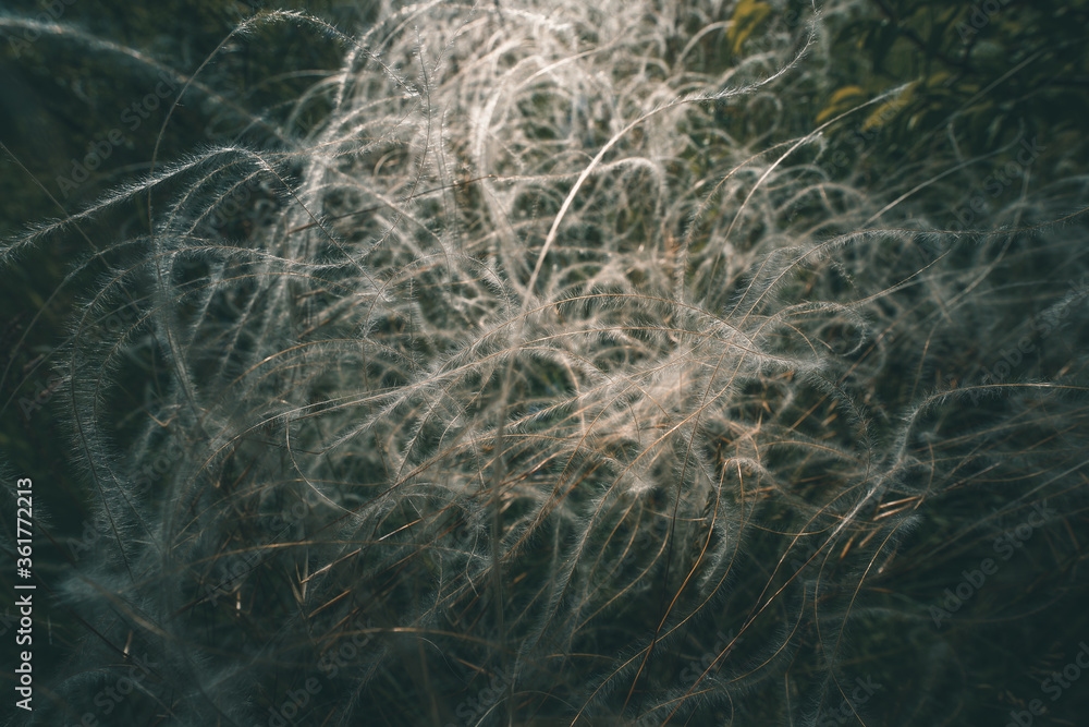 Fluffy field plant close up