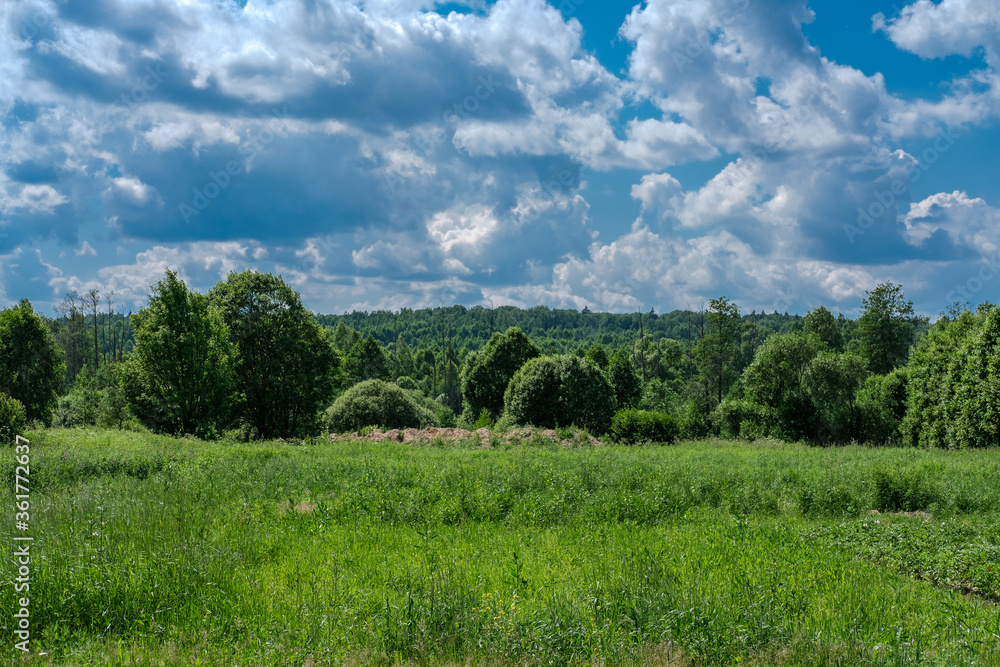 Landscape in a Russian village with views of tall grass, forest and blue sky with clouds.