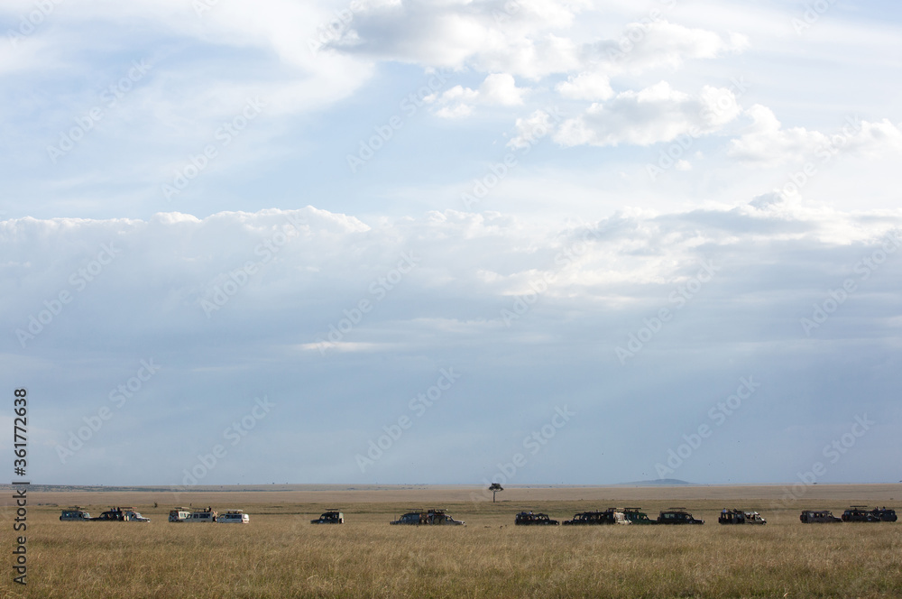 MASAI MARA, KEYNA-SEPTEMBER 2018: Heavy rush of safari Jeeps and tourists to see a glimpse of five Cheetah group at Masai Mara National Reserve on September 12, 2018, Kenya, Africa MASAI MARA, KEYNA-SEPTEMBER 2018: Heavy rush of safari Jeeps and tourists to see a glimpse of five Cheetah group at Masai Mara National Reserve on September 12, 2018, Kenya, Africa