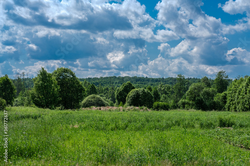 Landscape in a Russian village with views of tall grass, forest and blue sky with clouds.