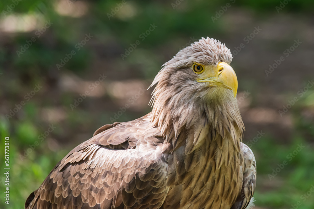 Detailed view of a white tailed eagle head, a typical Eurasian eagle Detailed view of a white tailed eagle head, a typical Eurasian eagle