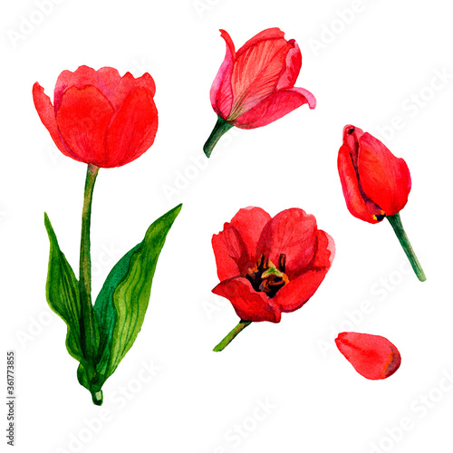 Watercolor set of red tulips. Isolated objects on a white background. For the design of cards  posters  invitations  stickers  banners  web.