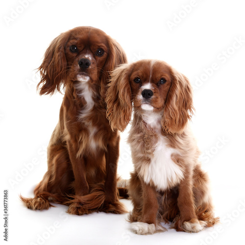 Canvas Print Two Cavalier King Charles Spaniel dogs sitting together