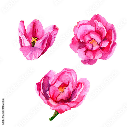Watercolor set of pink tulips. Isolated objects on a white background. For the design of cards  posters  invitations  stickers  banners  web.