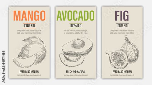 Vector hand drawn fruits of mango, avacado and fig posters. Vintage style healthy food concept for farmers market menu design