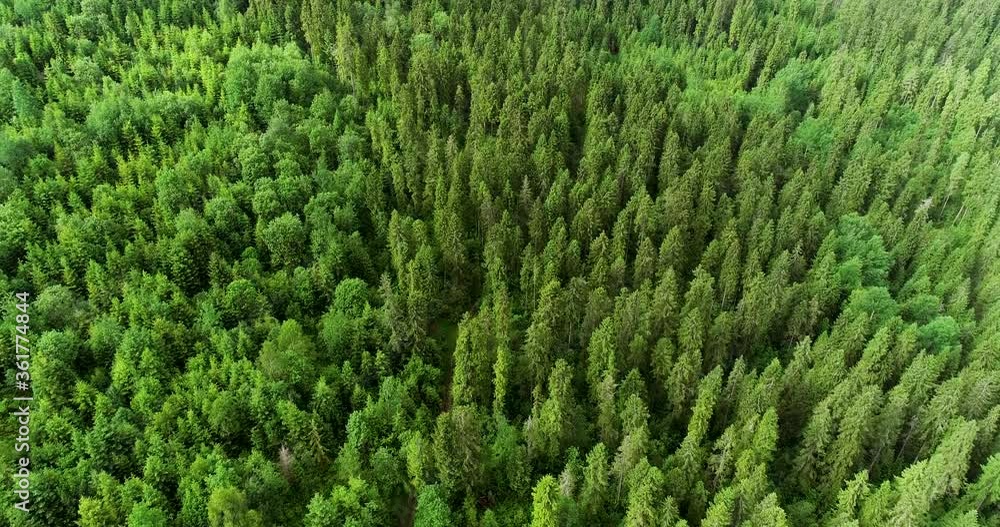 Aerial view of forest in Carpathian Mountains, Ukraine. Drone shot flying over spruce conifer treetops, nature background footage. High mountains covered with green spruce forest in the summer 4k. Aerial view of forest in Carpathian Mountains, Ukraine. Drone shot flying over spruce conifer treetops, nature background footage. High mountains covered with green spruce forest in the summer 4k.