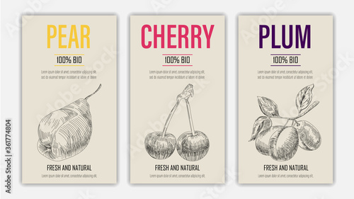 Vector hand drawn fruits of pear, cherry and plum posters. Vintage style healthy food concept for farmers market menu design