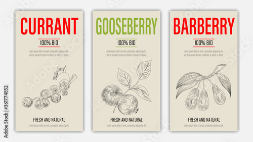 Vector hand drawn fruits of currant, gooseberry and barberry posters. Vintage style healthy food concept for farmers market menu design
