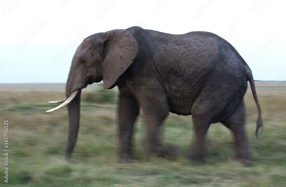 A elephant moving in the grassland, panning effect, Masai Mara