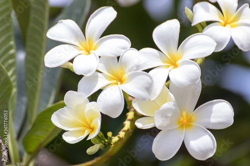 Purity of white frangipani blossom of tropical tree flower, plumeria flower blooming on tree, spa flower