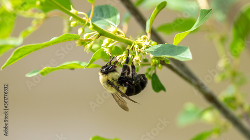 Fototapeta bee on flower