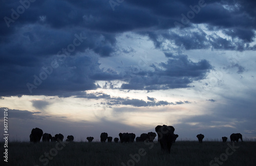 Silhouette of African elephants walking during sunset, Masai Mara © Dr Ajay Kumar Singh