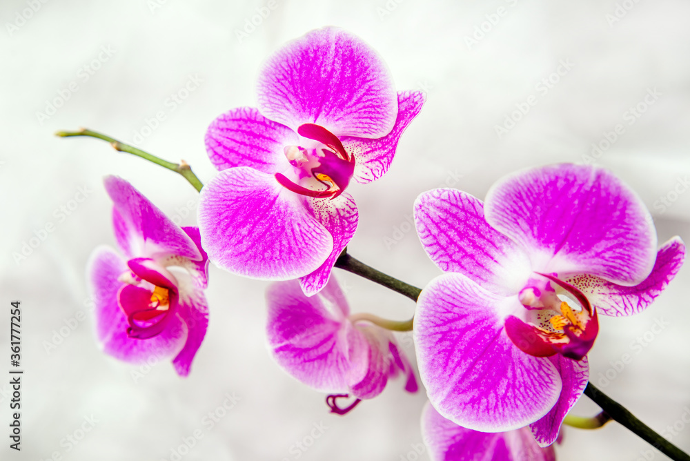 The branch of purple orchids on white fabric background
The branch of purple orchids on white fabric background