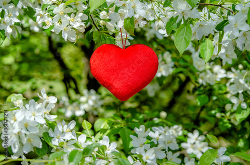 Red heart among the branches of the apple tree 