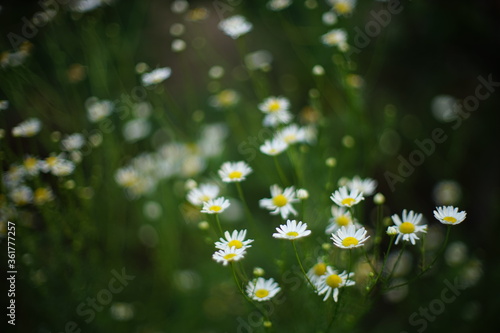 Fototapeta Naklejka Na Ścianę i Meble -  cute white daisy flowers grow in a dark summer garden, beautiful selective art focus