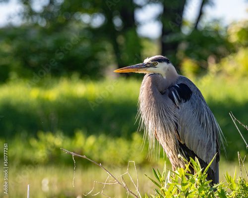 great blue heron