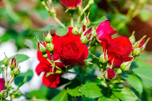 Fototapeta Naklejka Na Ścianę i Meble -  Red roses bloom in the summer in the country garden
