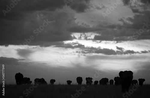 Silhouette of African elephants during sunset, Masai Mara
