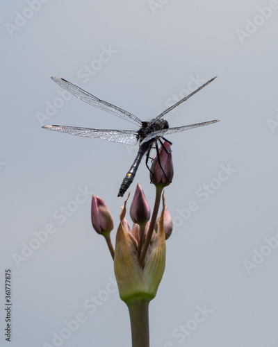 dragonfly on a twig