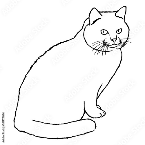 Drawing of a cute sitting cat that looks at us with big eyes. Black and white illustration of an animal. Realistic image of an animal. Vector isolated illustration of a character. Drawing. Stock art