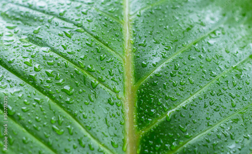 Water droplets caused by new rain, drops on green leaves represent moisture. Water droplets caused by new rain, drops on green leaves represent moisture.