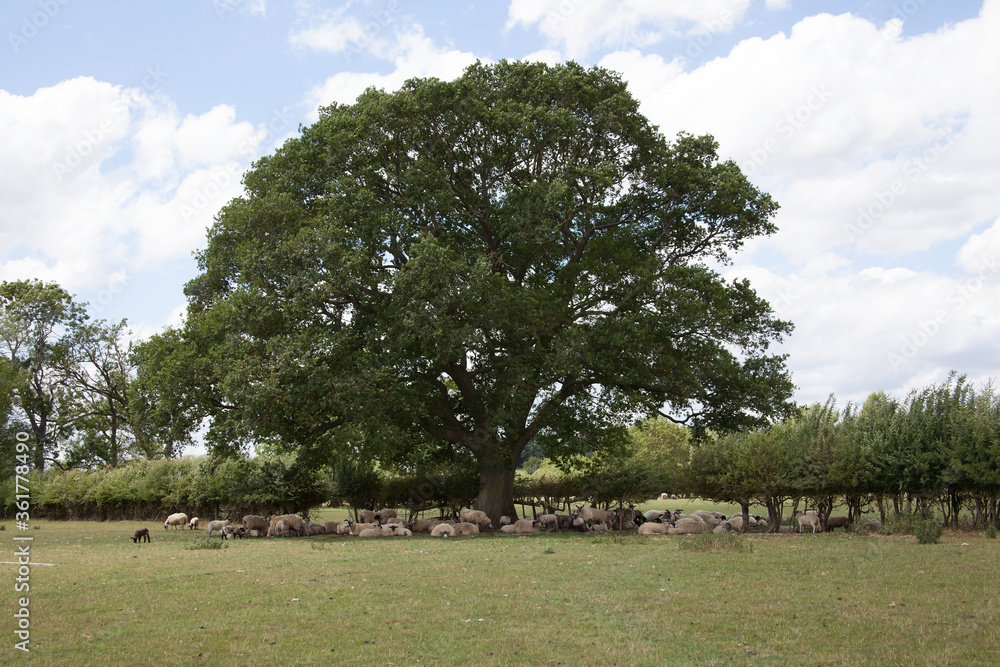 A flock of sheep resting underneath a large oak tree in the West Oxfordshire countryside A flock of sheep resting underneath a large oak tree in the West Oxfordshire countryside