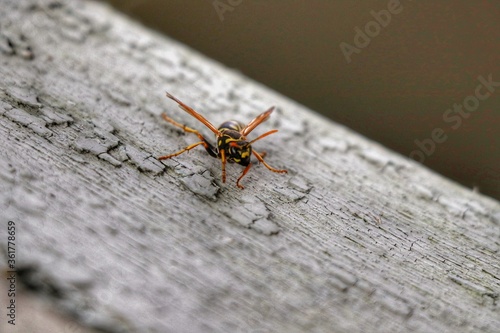 Wasp on the Board