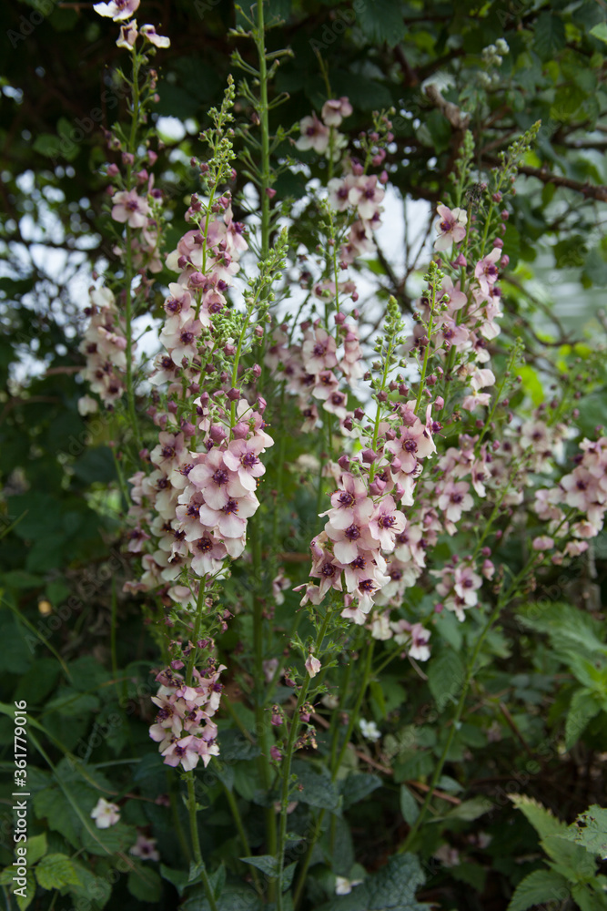A Purple Mullein plant also known as a Temptress Purple A Purple Mullein plant also known as a Temptress Purple