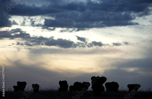 Silhouette of African elephants during sunset, Masai Mara © Dr Ajay Kumar Singh