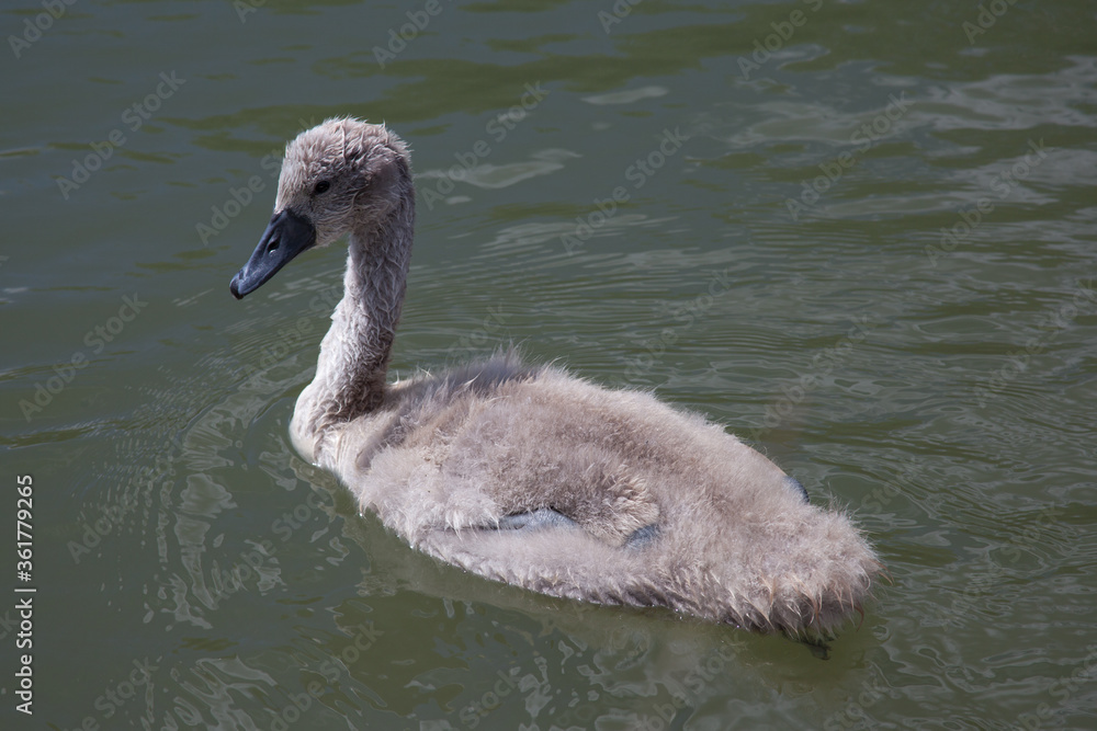 A cygnet swimming on the Thames in Oxfordshire in the UK A cygnet swimming on the Thames in Oxfordshire in the UK