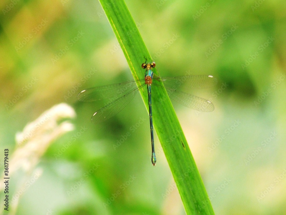 Damselflies Damselflies