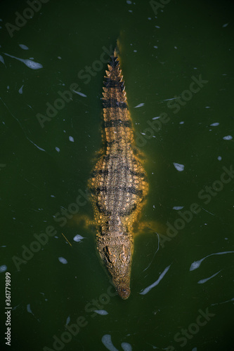 Photo live crocodile in the water close up