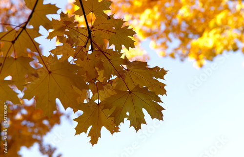 Autumn background. Yellow maple leaves against the blue sky. Bright yellow autumn leaves with holes and damage. Horizontal  close-up  free space. Concept of the seasons.