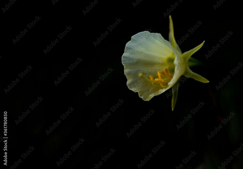 flor flor