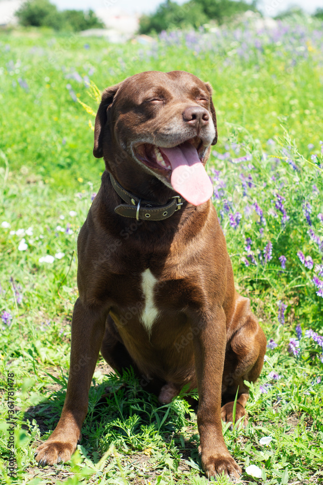 dog on grass dog pet animal browndog dog on grass dog pet animal browndog